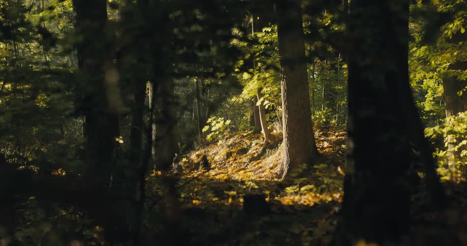 Sunlight is shining through the trees in a forest