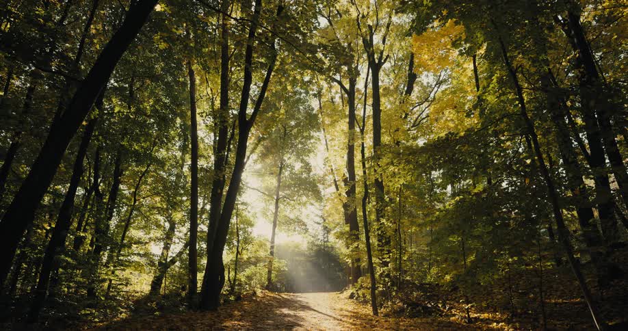 Sun shining down on a path in a forest