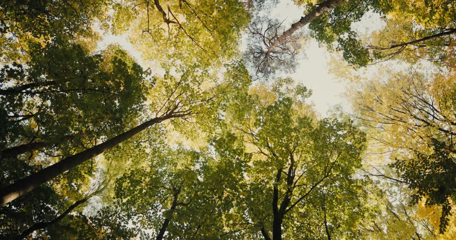 The forest has very tall trees