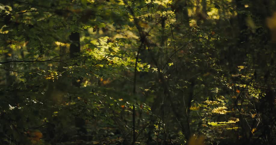 Trees in a forest