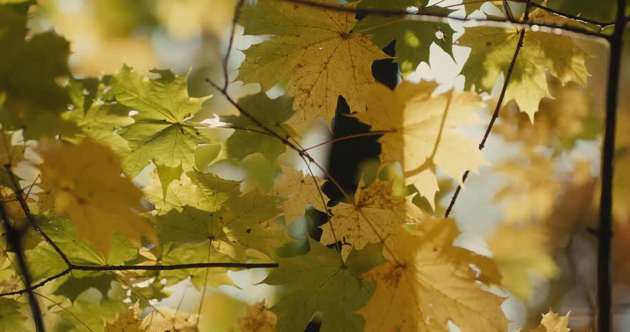 Falls leaves on a tree