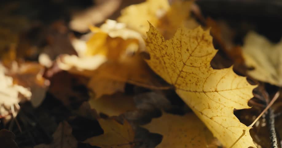 Brown maple leaves on the ground