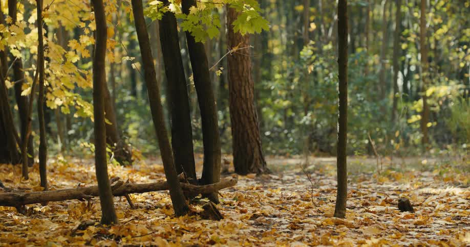 Wind is blowing fall leaves off trees and onto the ground in a forest