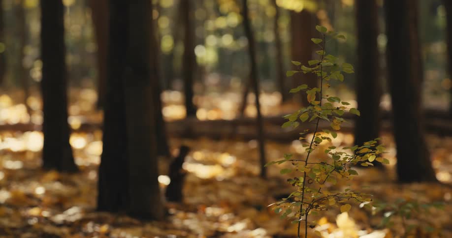 A plant growing near trees in the forest sways in the breeze