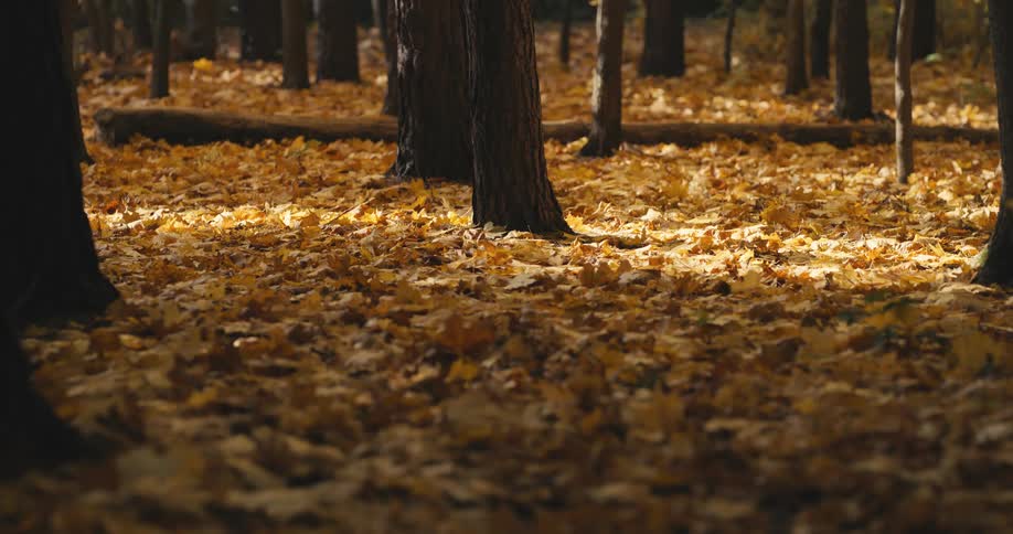 Bright yellow and orange fall leaves are covering the ground in a forest