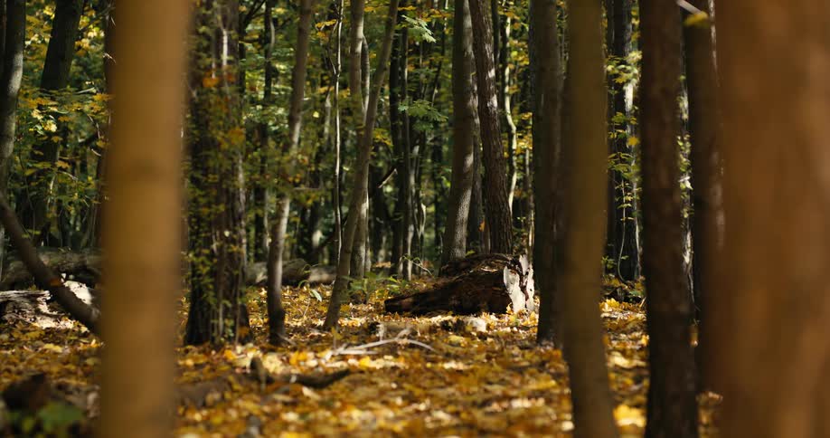 Trees in a forest during autumn is displayed