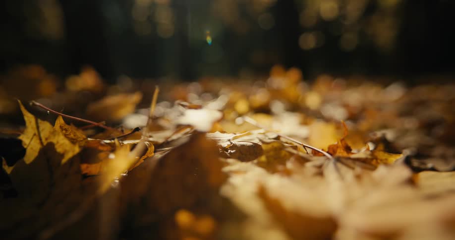 The sun shines brightly upon leaves on the ground in golden fall colors as they fall in the woods
