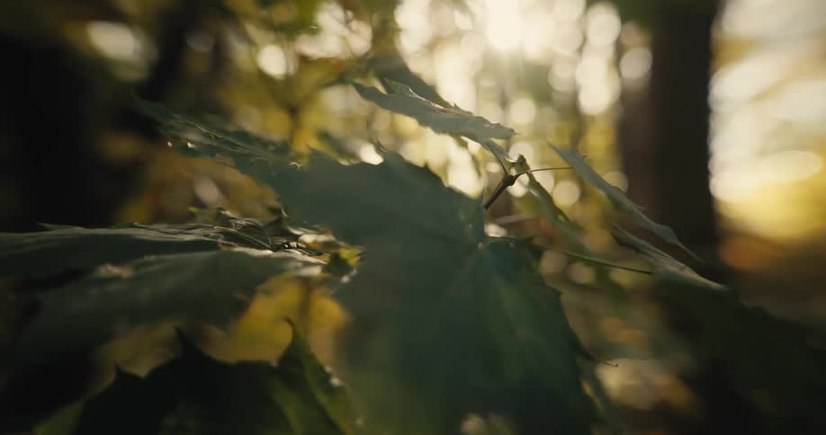 Close up view of leaves on trees in a forest
