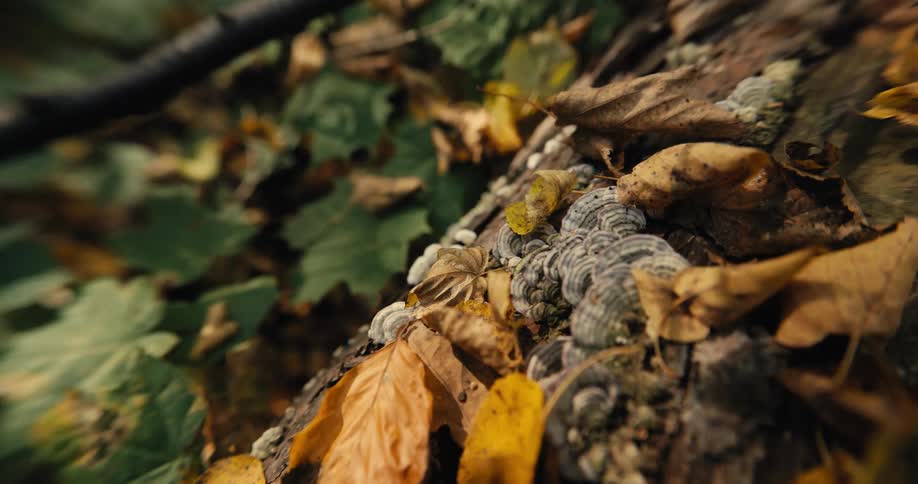Fall leaves in a forest