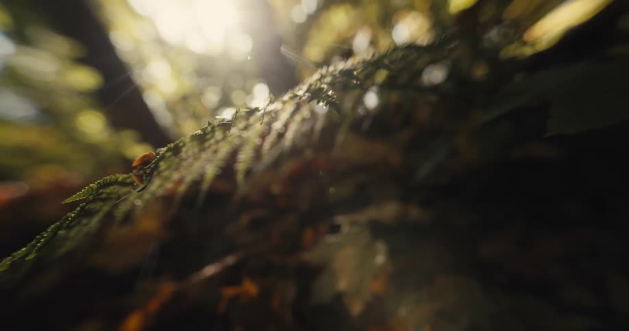 A fern leaf sits on the ground in a forest