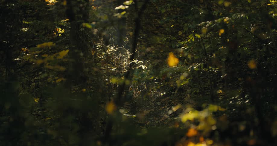 The woods are windy