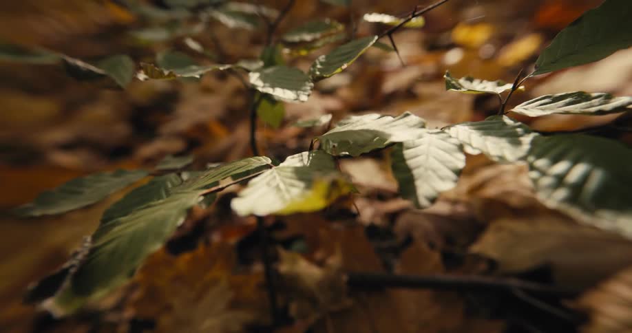 Sunlight shines on a plant in the woods as it moves in the breeze