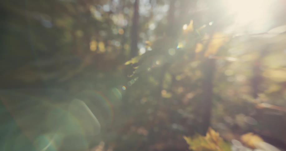 The sun shines through maple leaves in the autumn forest