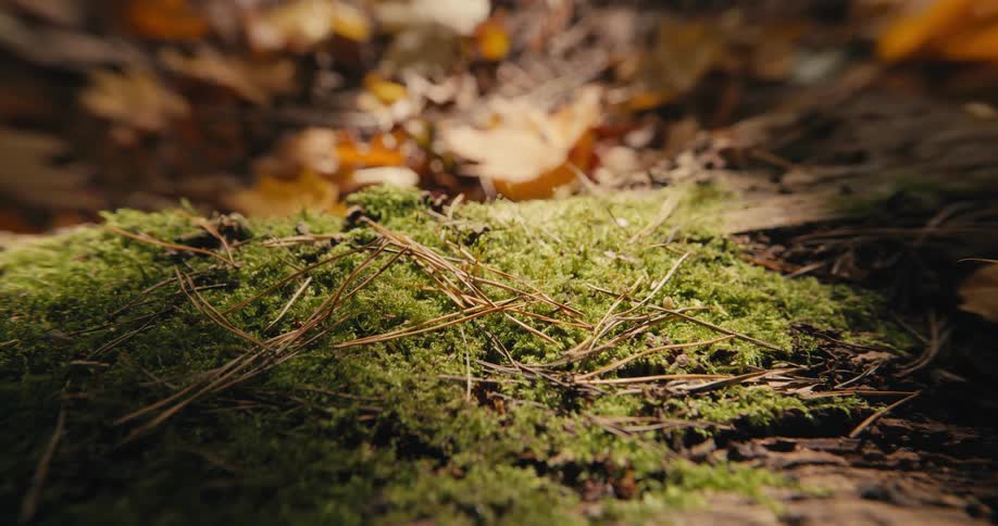 Moss and lichen on the ground in the forest
