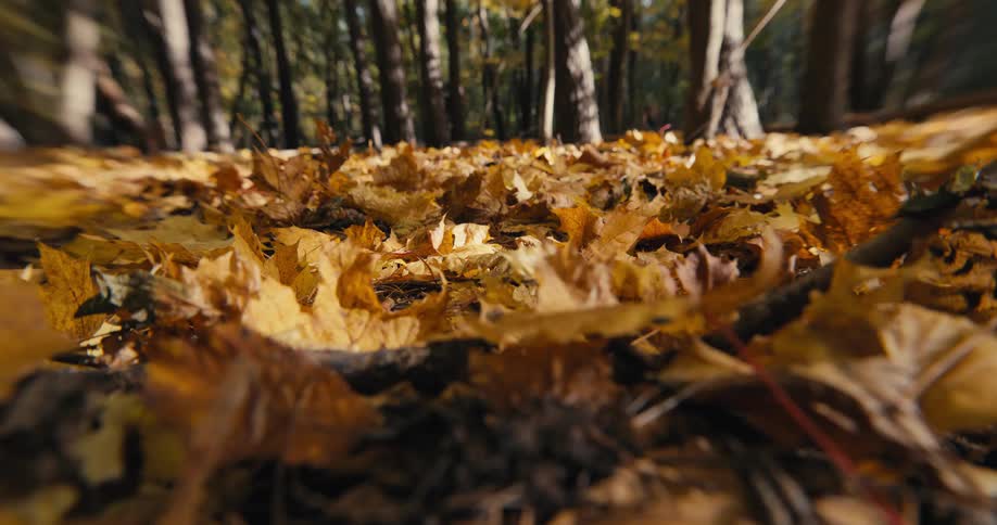 An insect flies above golden fall colored leaves lying on the ground in the forest