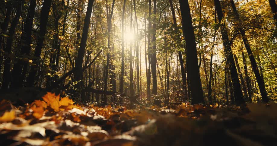 Insects fly above golden fall colored leaves lying on the ground as the sun shines brightly through trees in the forest