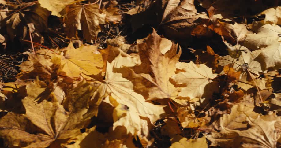 Dead maple leaves on the ground in the autumn forest