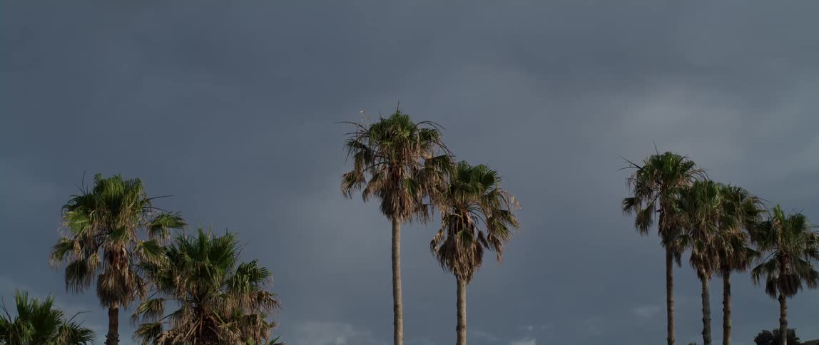 A view of tropical trees is displayed outdoors