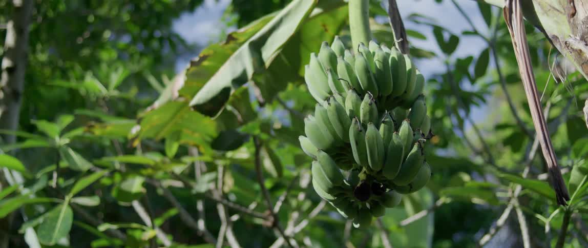 Bananas hanging in a banana tree