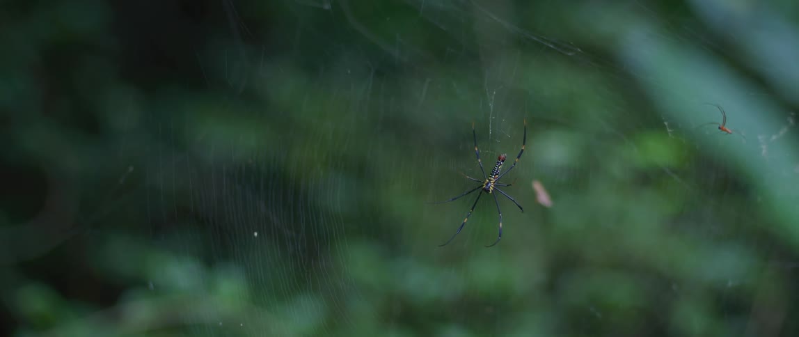 Close up of a spider hanging from its spiderweb outdoors
