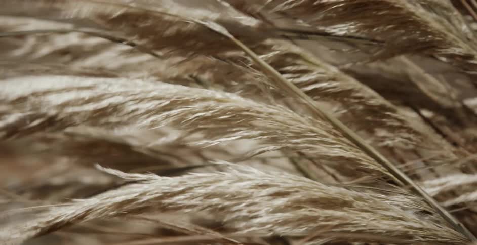 Strong winds through pampas grass