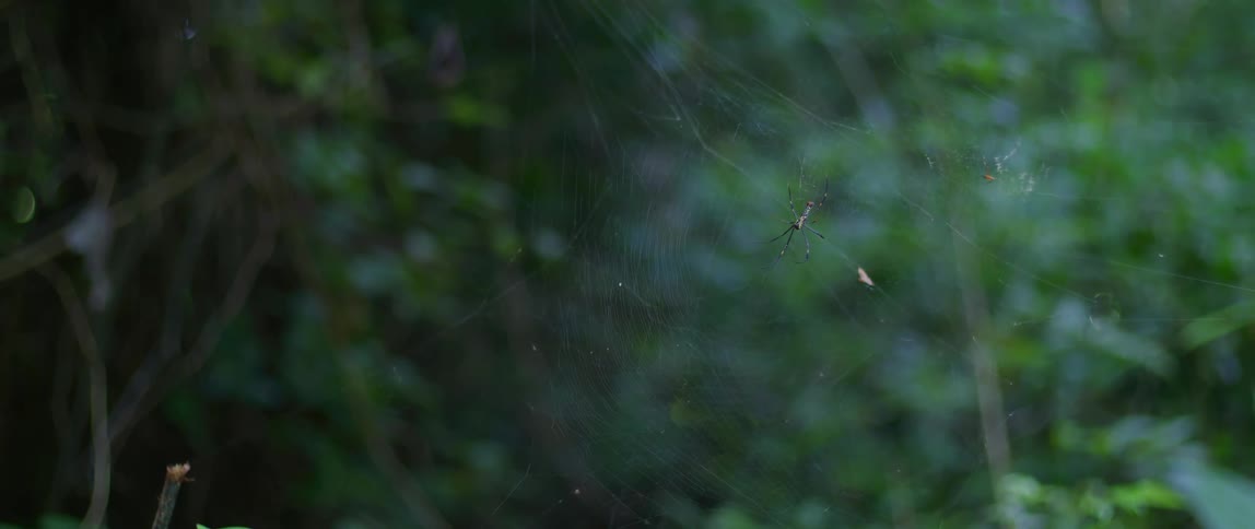 A spider is sitting in its web in the woods