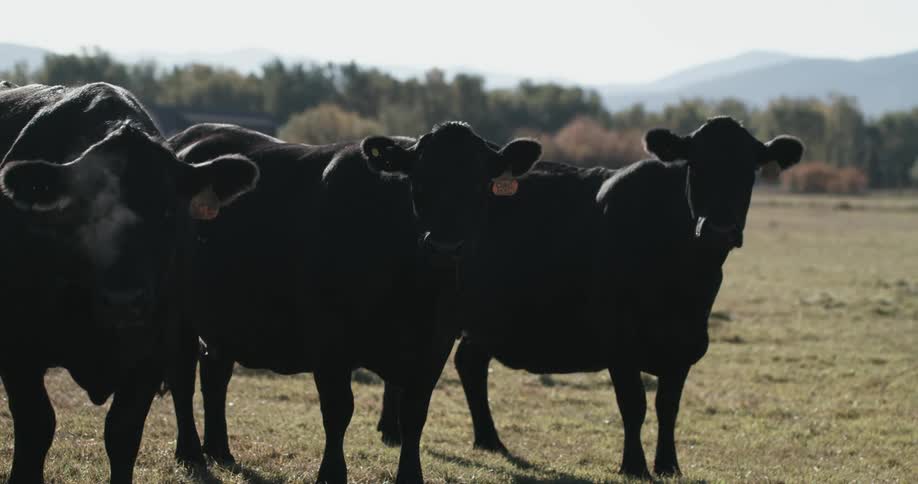A group of cows stand together in a field on a cold day
