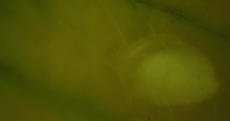 Close up of droplet on green leaf