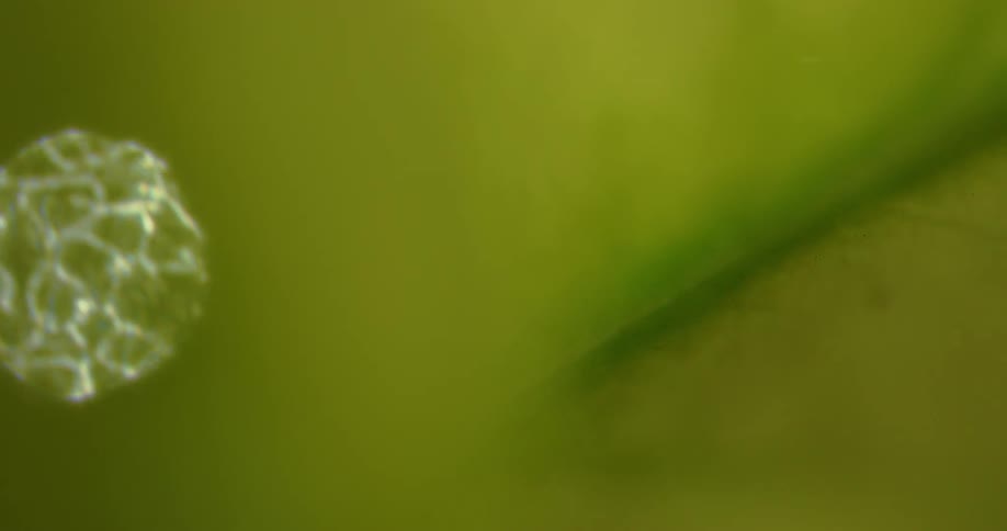 Extreme close up of sunlight reflecting on a drop of water over a green leaf
