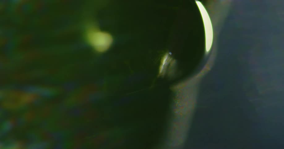 Light reflects off a leaf with water on it as the day passes into night