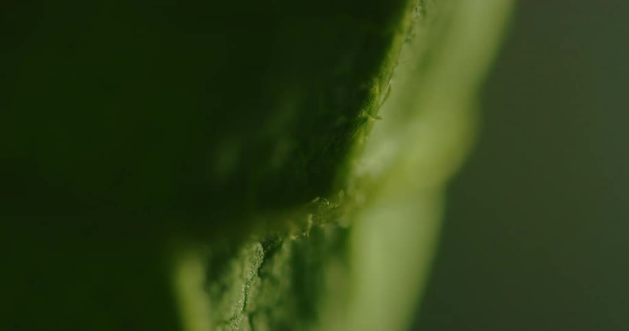 Light moves across surface of leaf briefly illuminating fluid gathered on vein