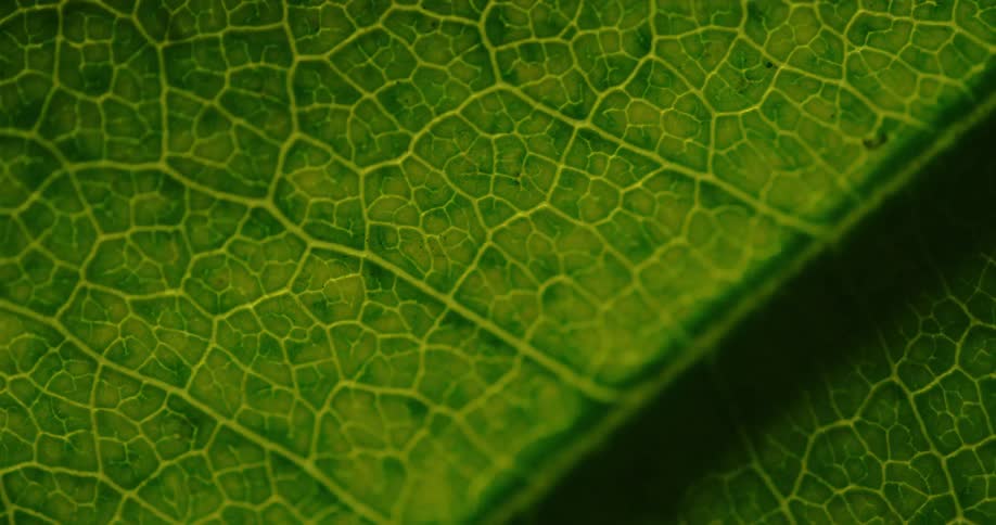 Light shines on a green leaf and the veins stand out and then the light goes dark