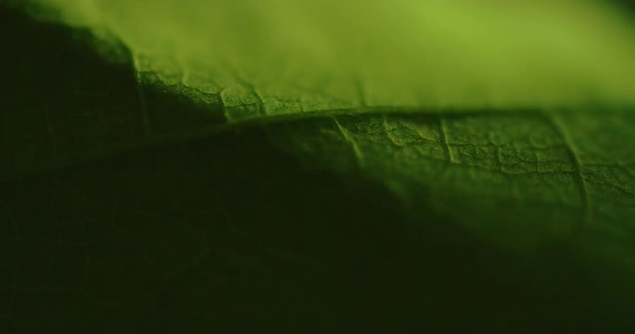 Light brightens surface of leaf then dims leaving it in shadow