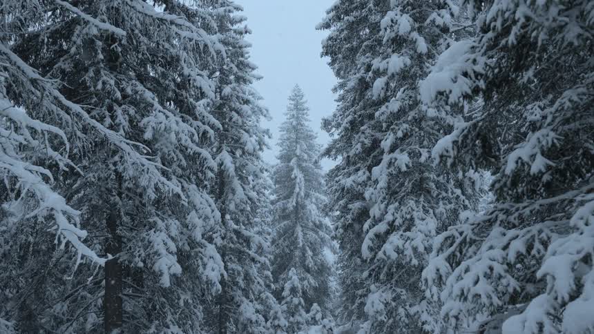 Snow falls on snow covered pine trees on a winter day