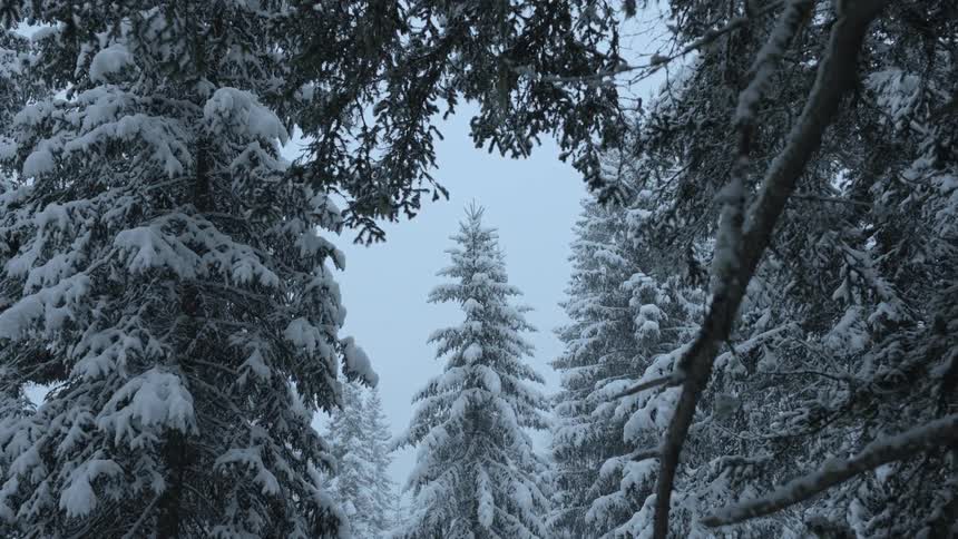 Snow is falling on forest of snow covered trees on a winter day