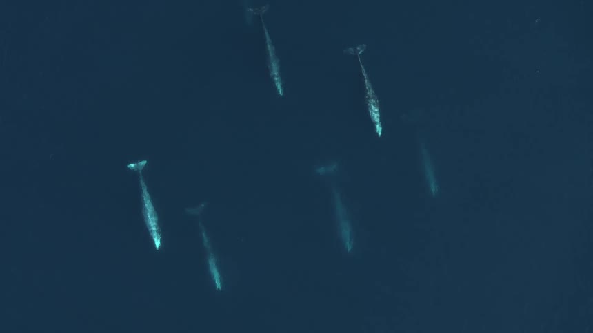 Top down aerial view of a pod of whales swimming near the surface of the ocean