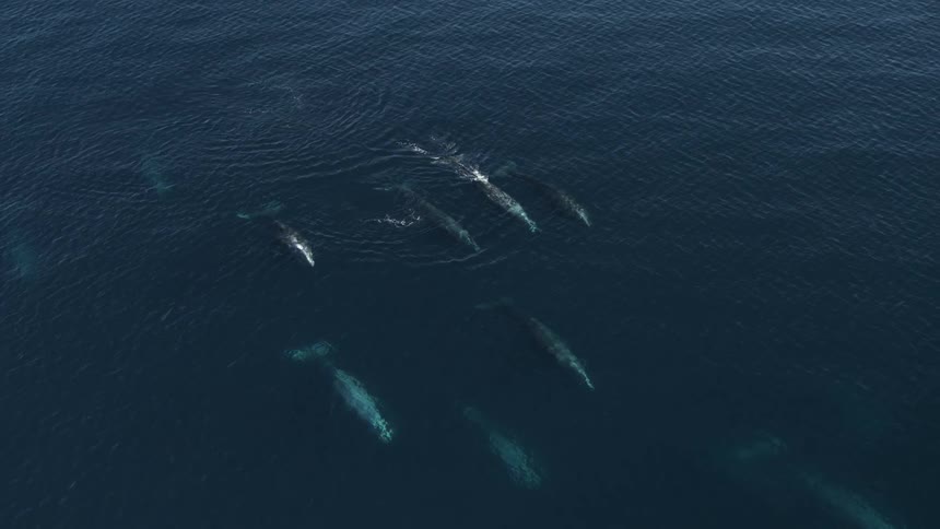 Whale pod swimming, revealing ocean