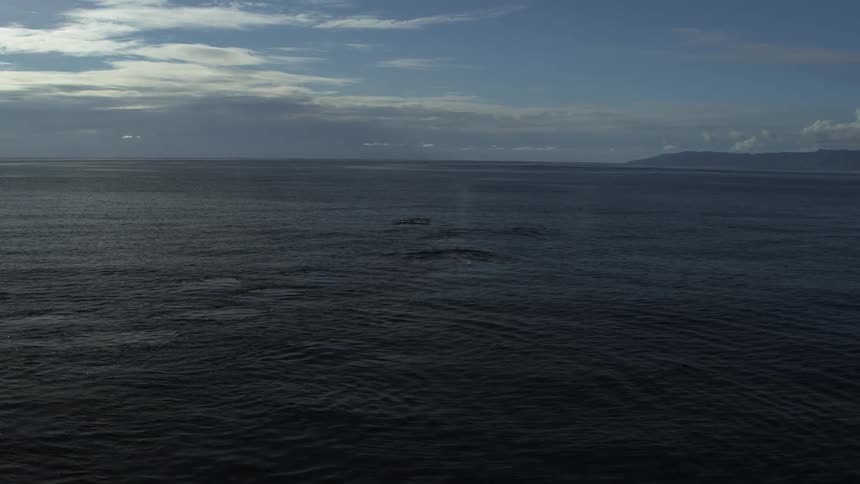 Whales spouting off the coast of catalina