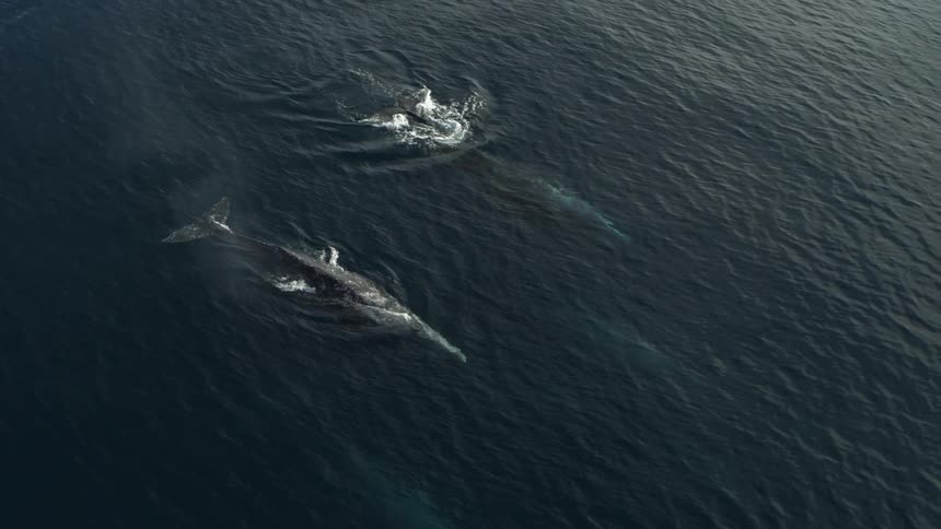Two whales spout and swim together in the ocean