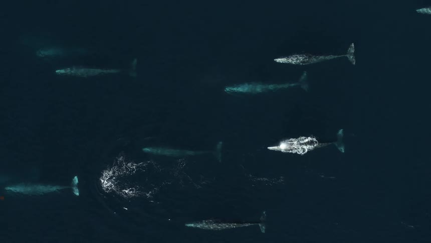 A birds eye view of fish swimming in the ocean