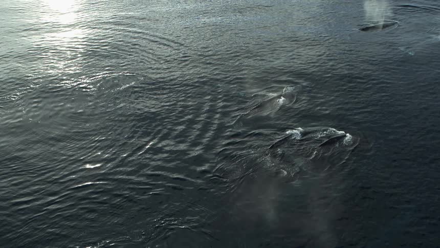 A pod of whales swim near the surface of the ocean