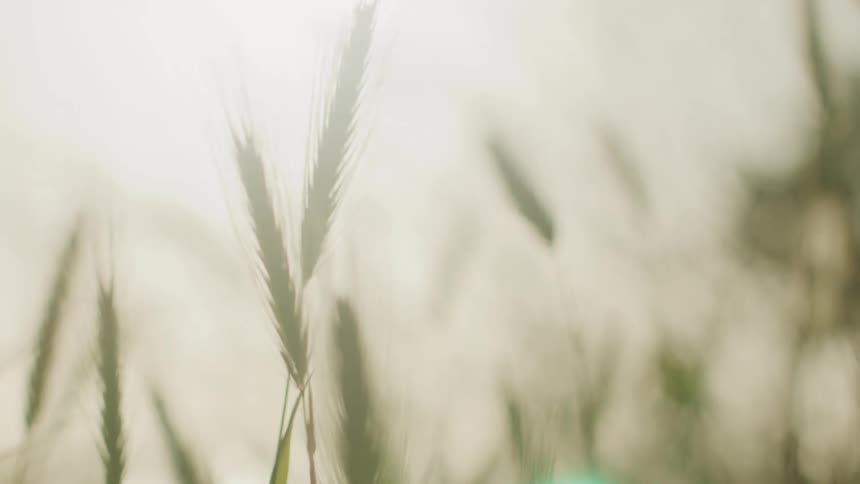 Green stalks of wheat gently waving in the wind at daytime