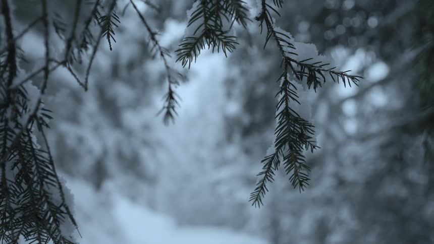 A small snow covered branch on an evergreen tree on a snowy day
