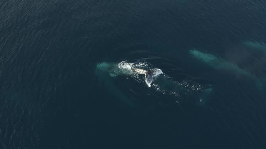 Close-up whale breaching the surface with rainbow reflections