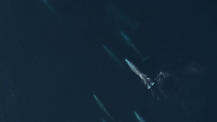 Pod of whales swimming together (descending into close up)