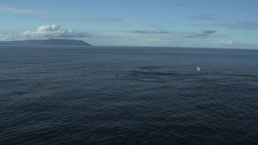 Whales spouting off the coast of catalina