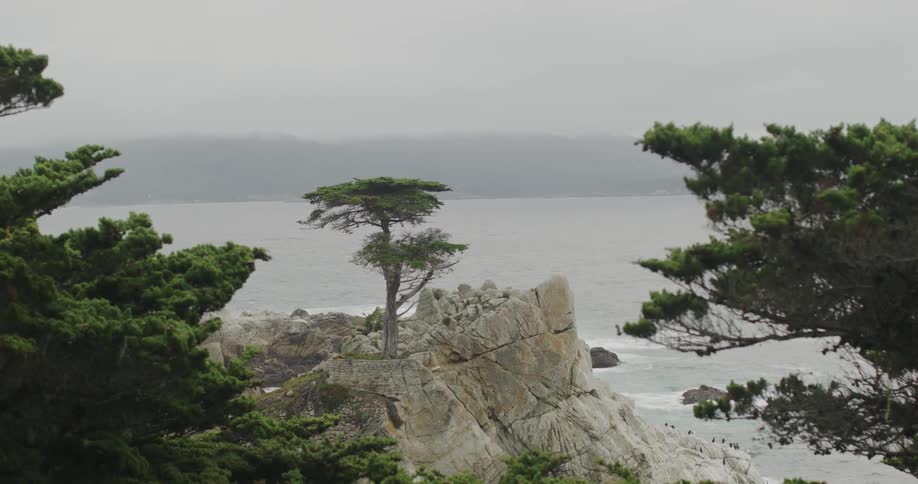 Lonely tree standing on a rock promontory on a coast covered in mist