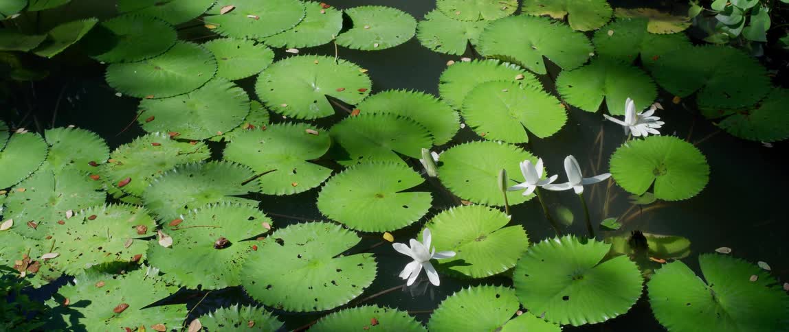 Lily pads in a pond during the day