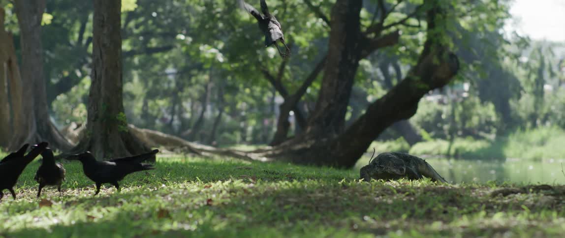 A view of birds outdoors in a park