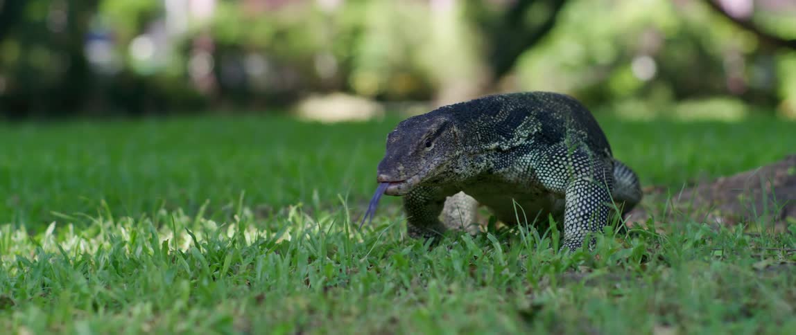 An iguana looks around as it walks across the grass